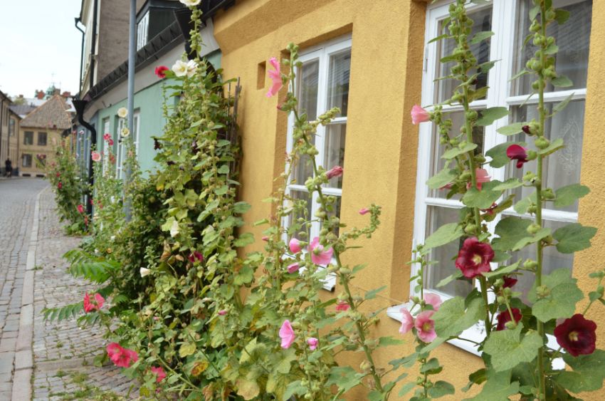Colourfull houses in Lund with flowers in the forground. Photo.